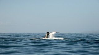 baleines samana
