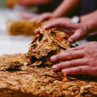 Vallée du Cibao : culture et traditions