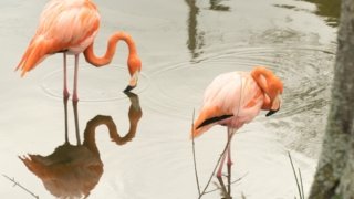 Lago Enriquillo et Laguna de Oviedo : explorer les lagunes sauvages du Sud dominicain