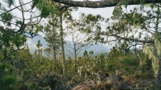 pico-duarte-nature